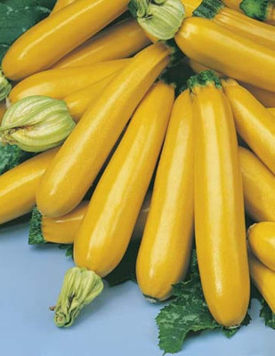 Qualtivate XXX-4A Squash Yellow/Zucchini Seeds Seed(30 per packet)