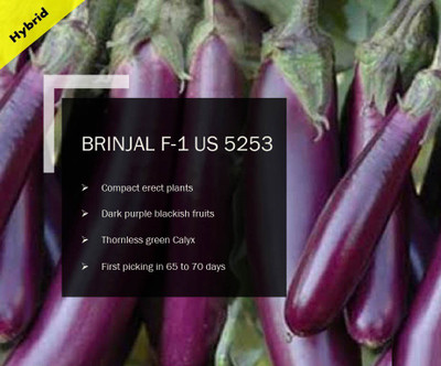 CYBEXIS BRINJAL F-1 Purplre Long PUAS-5253 SEEDS(1000 Seeds) Seed(1000 per packet)
