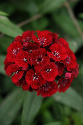 Epazo Sweet William Flower Seed(80 per packet)