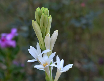 GREENSEA Tuberose/Rajnigandha Seed(7 per packet)