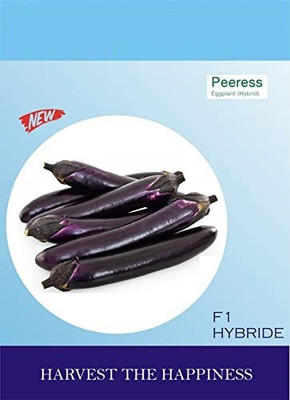 CYBEXIS NBIR-42 - Brinjal f1 hybrid - (150 Seeds) Seed(150 per packet)