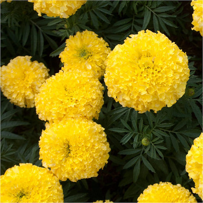WILLVINE ™ Butterfly Attracting Annual Cut Flower Wildflower-1000 SEEDS Seed(1000 per packet)