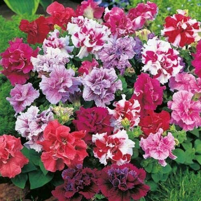 CRGO PETUNIA Seed(40 per packet)