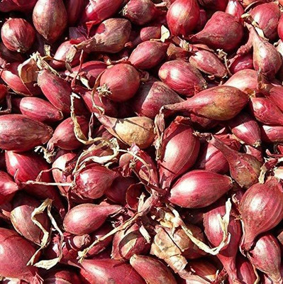 WILLVINE NDIR-477 Red Onion Seeds-1500 Seeds Seed(1500 per packet)