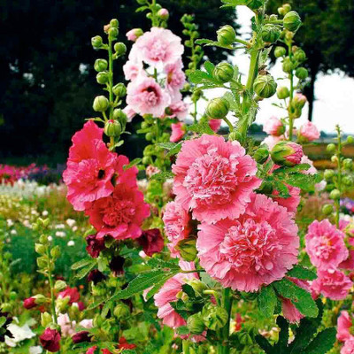 KP BHANDER Holly hok Seed(50 per packet)