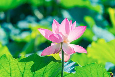Klone lotus,kamal gatta Seed(10 per packet)
