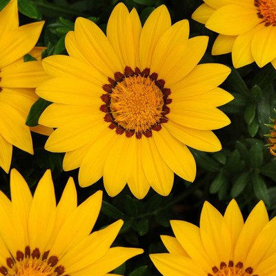 Biosnyg New Day Series Gazania Seeds - Yellow[100 Seeds] Seed(100 per packet)
