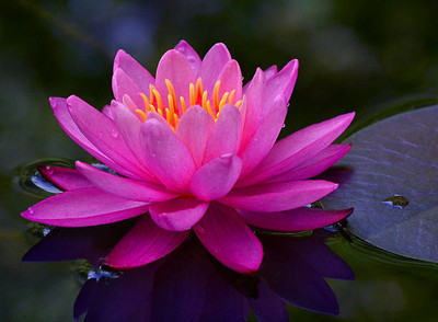 GMR lotus,kamal gatta Seed(14 per packet)