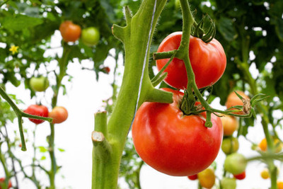 WHADE tomato Seed(95 per packet)