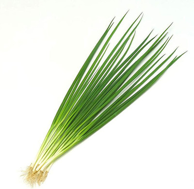 CYBEXIS F50Green Onion Seeds-500 Seeds Seed(500 per packet)