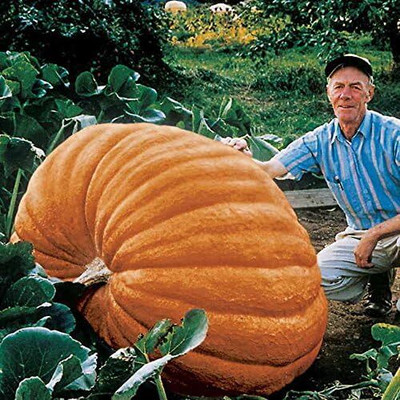 Qualtivate HUA-9A Atlantic Giant Pumpkin Seeds Seed(50 per packet)