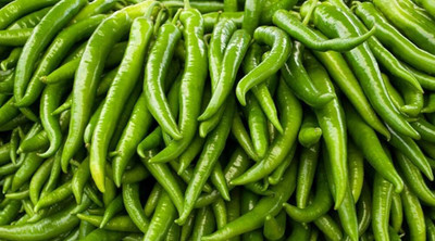 BDSresolve Chilli seeds hybrid all season PACK OF 138 Seed(138 per packet)