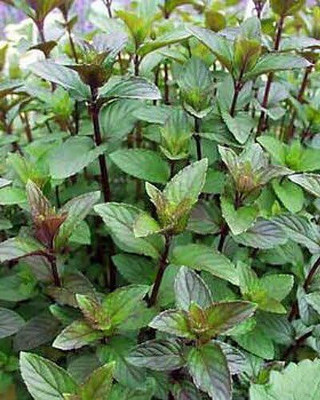 Qualtivate PUAS-1A Chocolate Mint Seeds Seed(200 per packet)