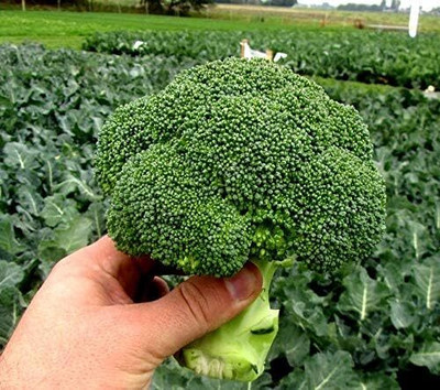 Qualtivate PUA-7A Broccoli Green Imported Seeds Seed(300 per packet)