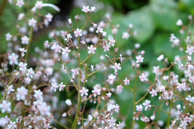 FRESHO gypsophila flower Seed(100 per packet)