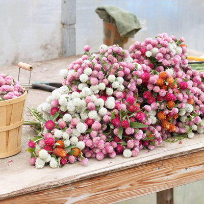 abiswas Gomphrena Mix colour Flower Seed(380 per packet)