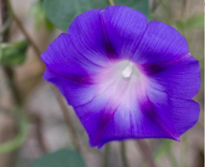CEYA Ipomoea purpurea Seed(40 per packet)