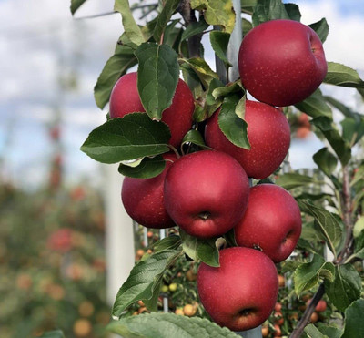 Aywal Apple Seed(30 per packet)