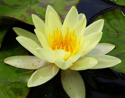 WILLVINE ATS-114 Finest Viable Aquatic Water Lily/Lotus-50 Seed(50 per packet)