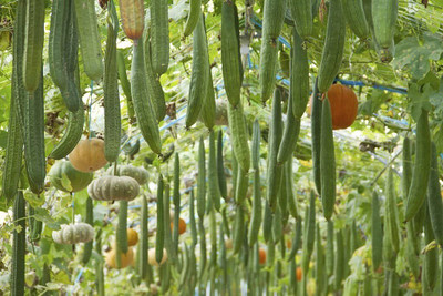 KNESSiN Fresh Sponge Gourd Swati Summer Vegetable Seeds For Gardening (100 Seeds) Seed(100 per packet)