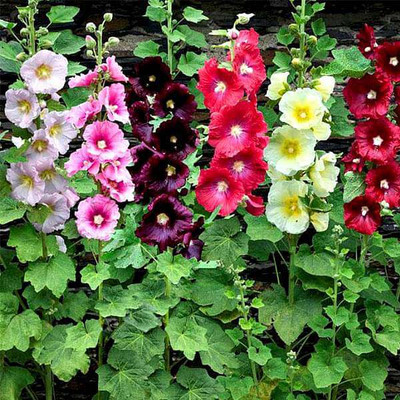 Seedsqlty Hollyhock double flower seeds Seed(55 per packet)