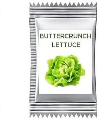Quentova Buttercrunch Lettuce 0.5gm-PAUS-4J Seed(400 per packet)