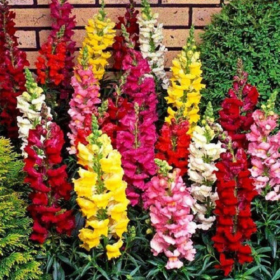 CYBEXIS ANTIRRHINUM SEEDS-50 Seeds Seed(50 per packet)