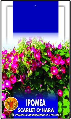Qualtivate XLR-50 Ipomea Scarlet Red O Hara Morning Glory Seeds Seed(50 per packet)