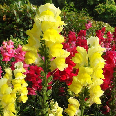 CRGO SNAPDRAGON Seed(95 per packet)