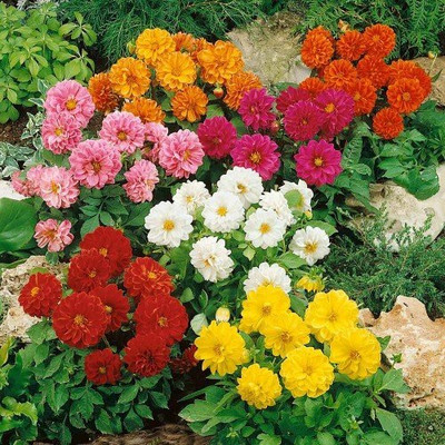 Epazo big size dahliya flower seeds for home garden/Dahlia Seed(125 per packet)