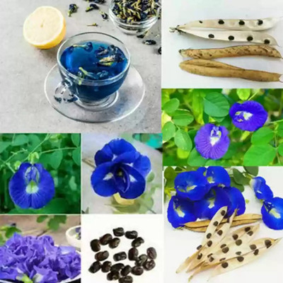 SeeGreen Aparajita Double Mixed Seeds All Color, Butterfly Pea Seeds, Clitoria Ternatea Seed(15 per packet)