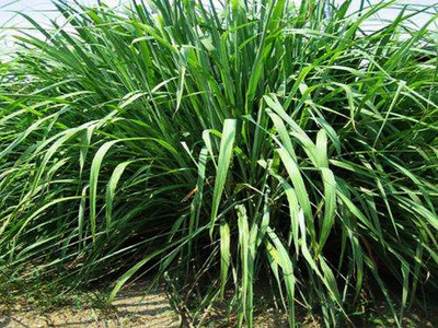 CYBEXIS HUA-82 - Lemon Grass - (750 Seeds) Seed(750 per packet)