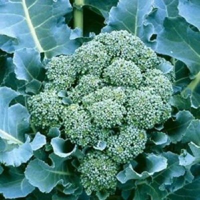 CYBEXIS KGF -54 - Marathon Broccoli - (1350 Seeds) Seed(1350 per packet)