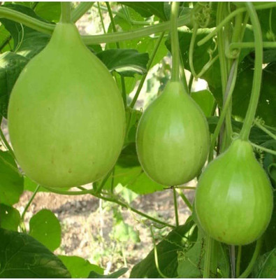 ENINE Hybrid Round Lattu Bottlegourd Lauki Giha Gardening Seeds GDF180 Seed(20 per packet)
