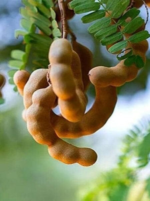 Aywal Malabar Tamarind Seed(4 per packet)