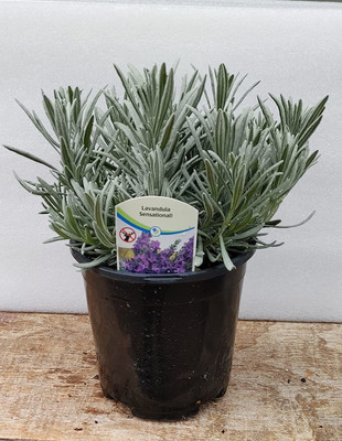 CYBEXIS LX-30 - Lavender Sensational Dark Purple - (2250 Seeds) Seed(2250 per packet)