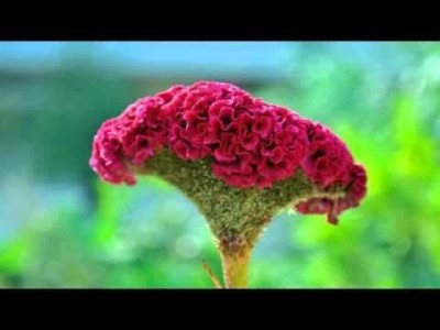 Aywal Cockscomb Mixed Color Hybrid Flower Seeds For All Season Seed(80 per packet)