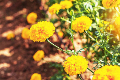 ravel moringa seed marigold/gende ka phool flower seeds Seed(75 per packet)