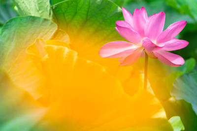 MG ALL IN ONE lotus,kamal gatta Seed(11 per packet)