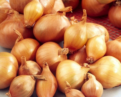 WATIKA Shallots Onion Seed(1200 per packet)