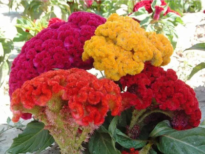 Flipkart SmartBuy Exotic Cockscomb Flower Mix Seed(20 per packet)