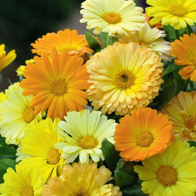 Aywal Calendula Flower Seed(60 per packet)