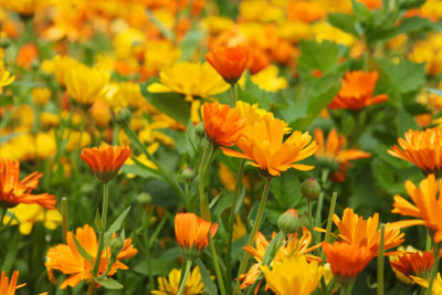 Mozette Calendula Flower Seed(12 per packet)