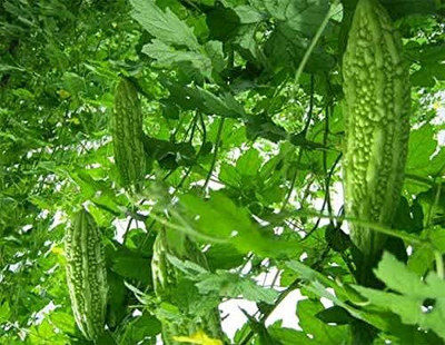 ACMS JAMAICAN CERASEE SEEDS XF-5 Bitter Gourd Planting Seed(110 per packet)