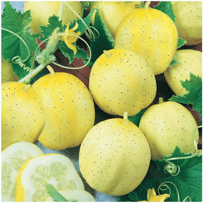 Qualtivate XXX-3A Lemon Cucumber Seed(300 per packet)