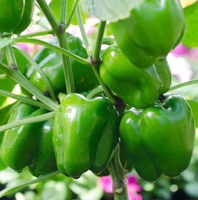 Biosnyg Organic Bellboy Capsicum Seeds for Terrace Gardening-(200 Seeds) Seed(200 per packet)