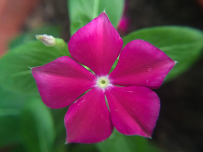 Seedsqlty Vinca seeds hybrid, high germination (10 seeds) Seed(10 per packet)