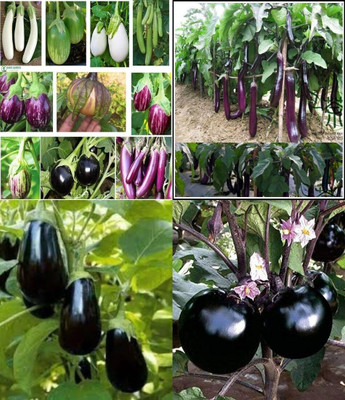 ibains Hybrid brinjal round seed beez 37 Seed(67 per packet)