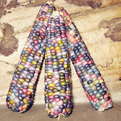 KNESSiN Indian Corn Heirloom, Rainbow, Non-GMO Vegetable Seeds Seed(200 per packet)