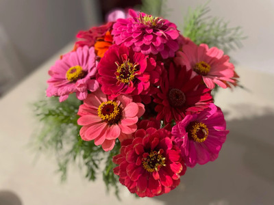 GREENSEA Zinnia Mixed Flower Seeds for Home Gardening, High Quality Seed(37 per packet)